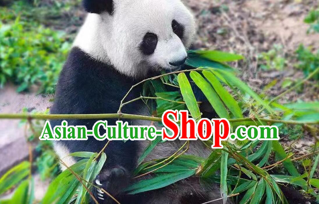 China Travel Chengdu Panda Popular Tourist Route Private Journey  Days Tour